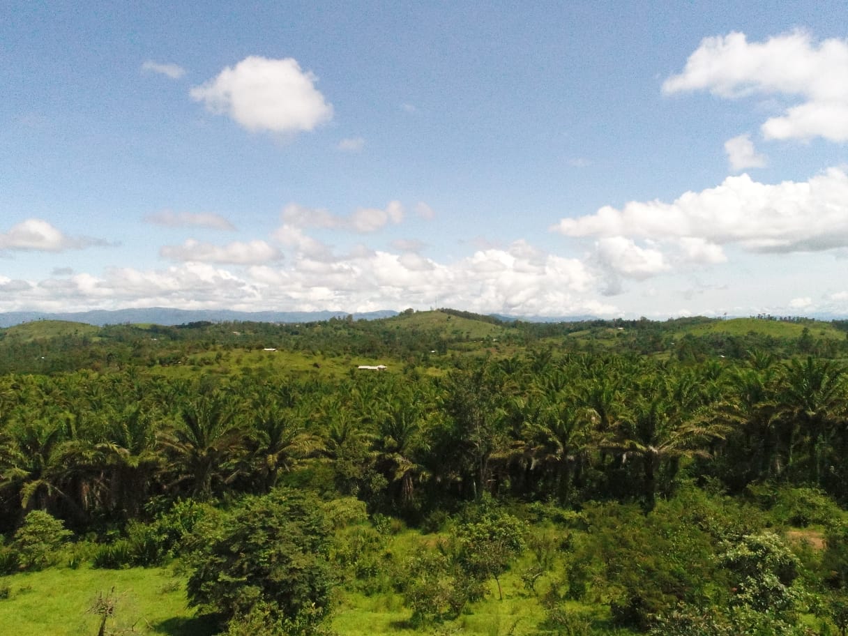 Scenic landscape of Hephzibah Palm Field Estate in Magaji, Mile 4 Nkwen